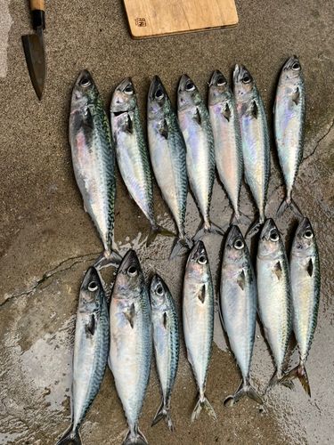 サバの釣果
