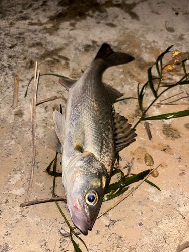 スズキの釣果