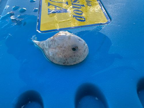 フグの釣果