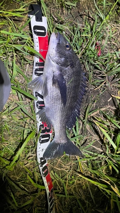 チヌの釣果