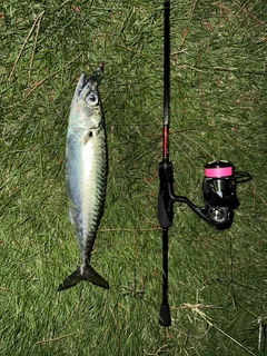 マサバの釣果