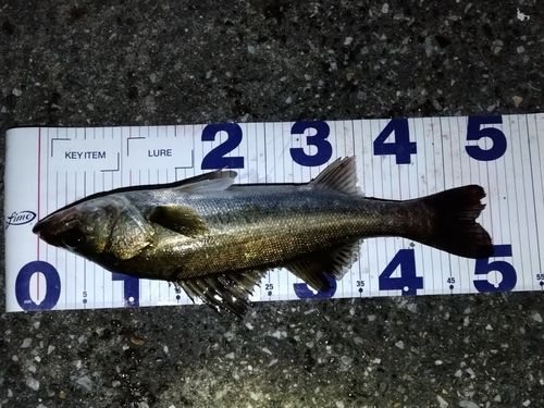 シーバスの釣果
