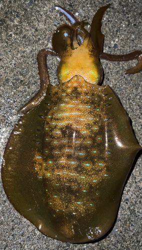 アオリイカの釣果