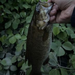 スモールマウスバス