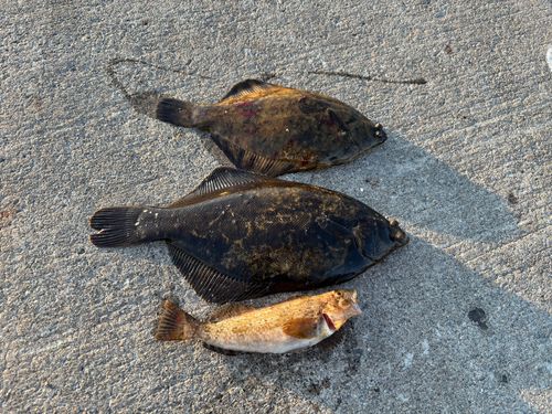 カレイの釣果