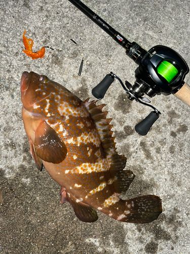 アコウの釣果