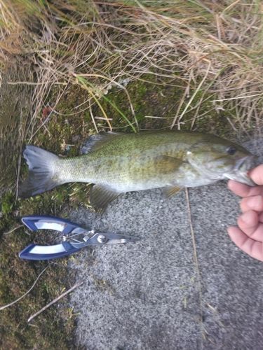 スモールマウスバスの釣果