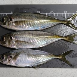 アジ