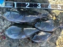 クチブトグレの釣果