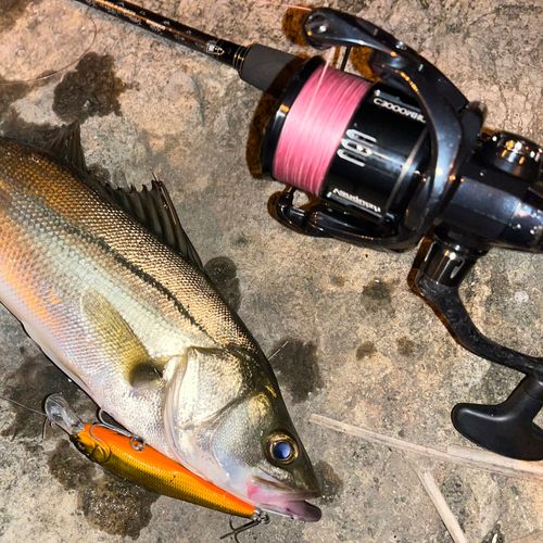 シーバスの釣果