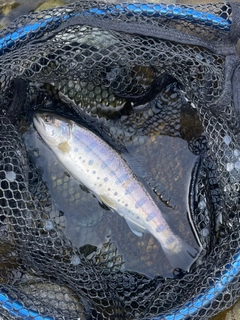 ヤマメの釣果