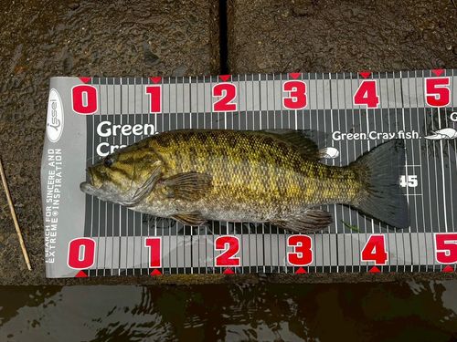 スモールマウスバスの釣果