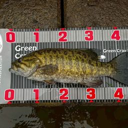 スモールマウスバス