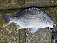 キビレの釣果