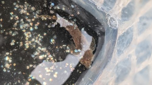 カタクチイワシの釣果