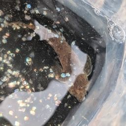 カタクチイワシ