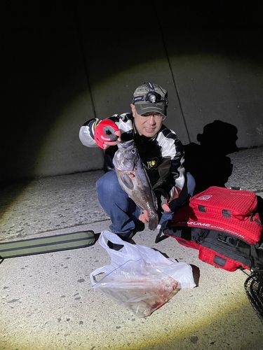 クロソイの釣果