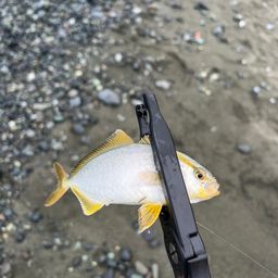 ショゴ