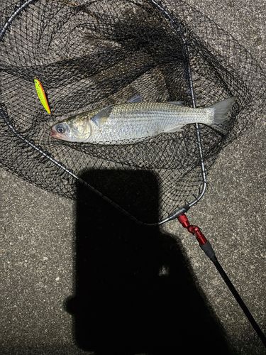 ボラの釣果
