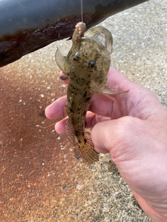 ウロハゼの釣果