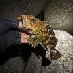 カサゴ