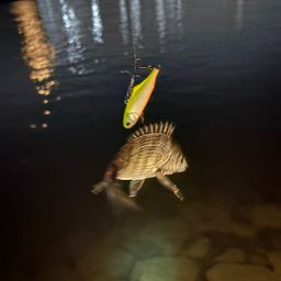 クロダイ