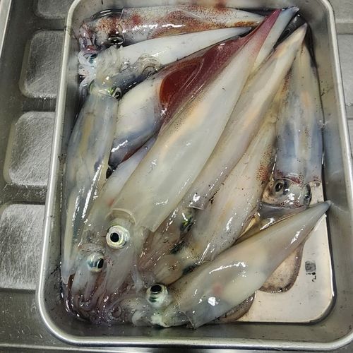 ヤリイカの釣果