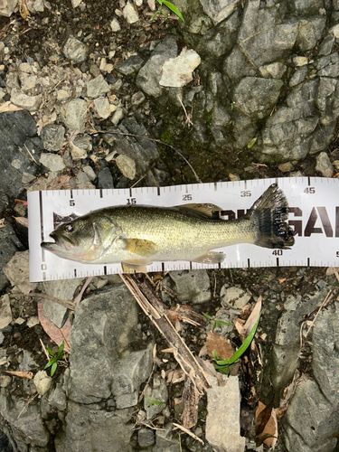 ブラックバスの釣果