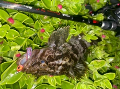 タケノコメバルの釣果