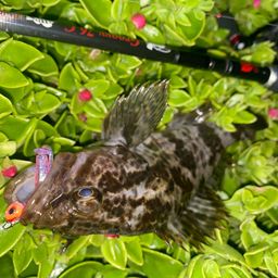 タケノコメバル