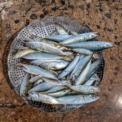 サバの釣果