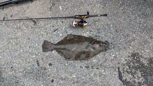 ヒラメの釣果