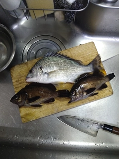キビレの釣果