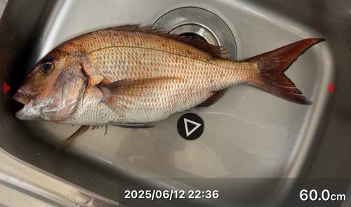 タイの釣果