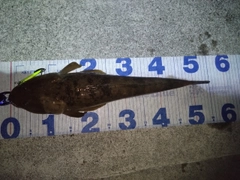 マゴチの釣果