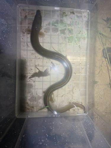 ニホンウナギの釣果