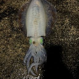 アオリイカ