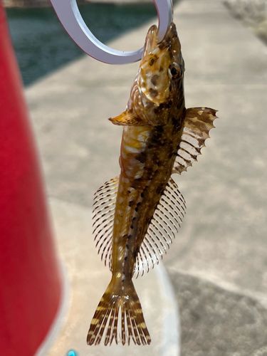アナハゼの釣果