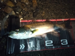 シーバスの釣果