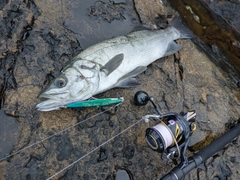 ヒラスズキの釣果