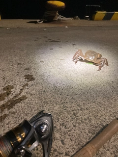モクズガニの釣果