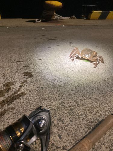 南浜船だまり