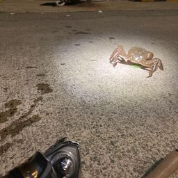 モクズガニ
