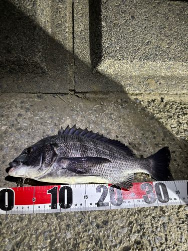 クロダイの釣果