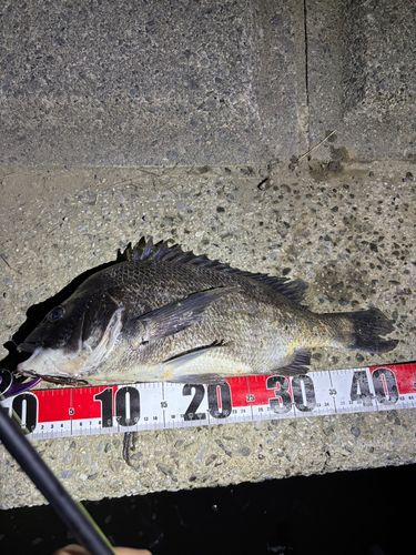 クロダイの釣果