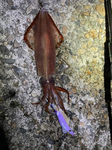 ケンサキイカの釣果