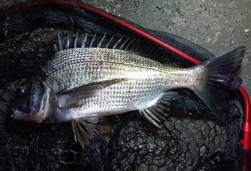 チヌの釣果