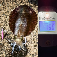 アオリイカの釣果