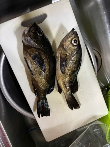 メバルの釣果