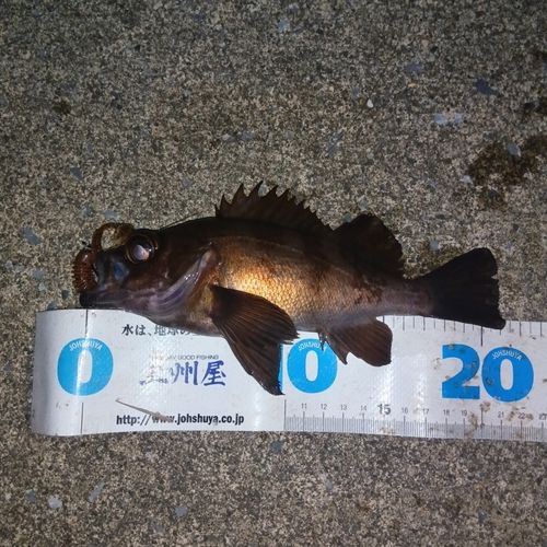 メバルの釣果